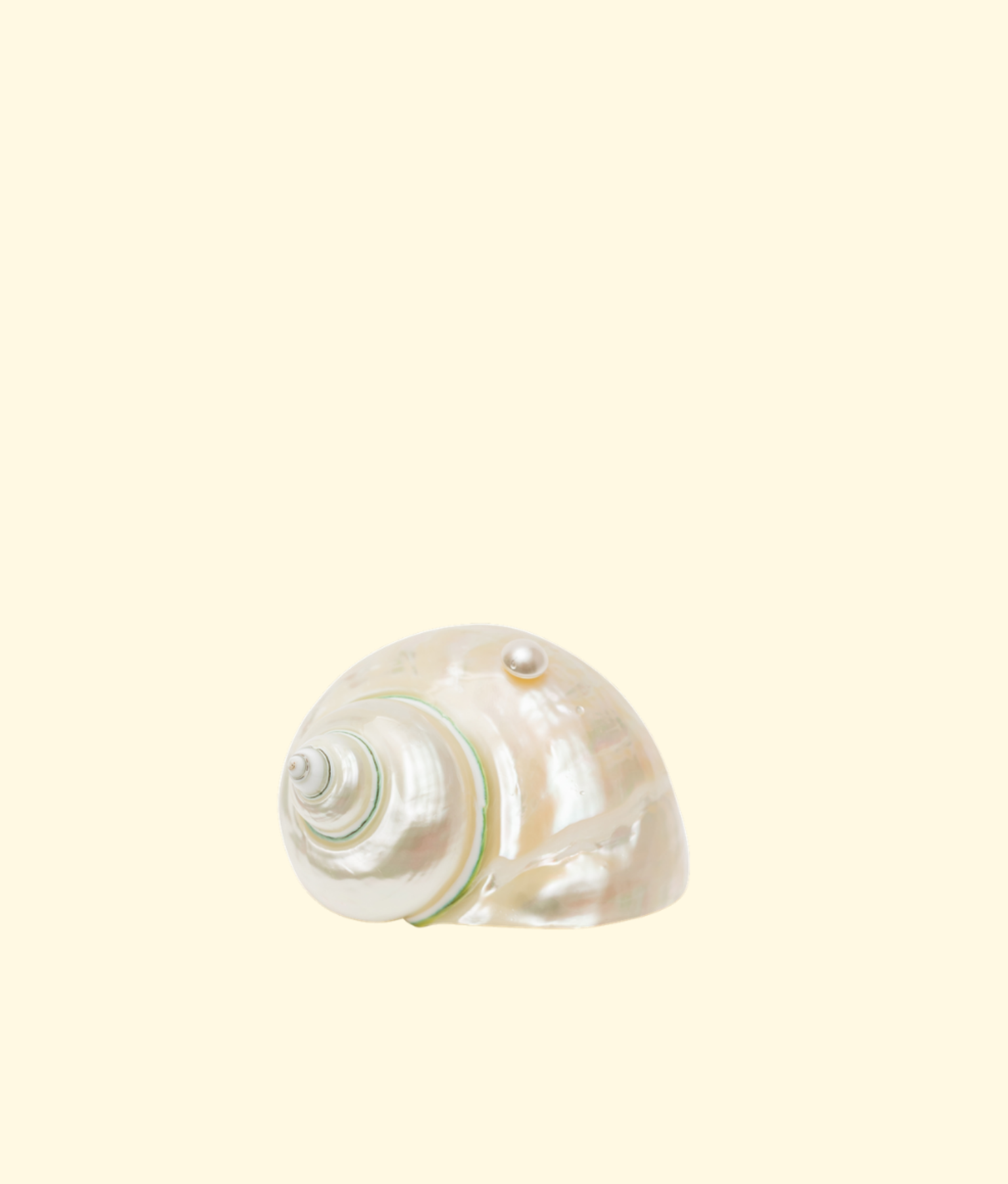 Seashell Decorative Object